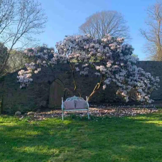 The Little Woodbank garden
