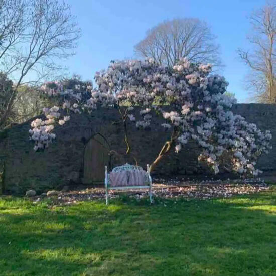 A magnolia tree in full bloom above a garden bench
